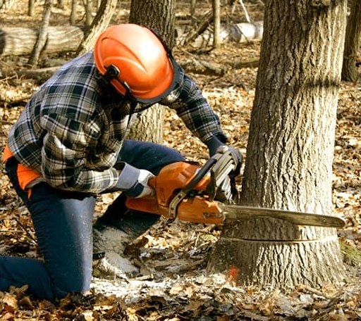 Tree Removal in Blount, WV